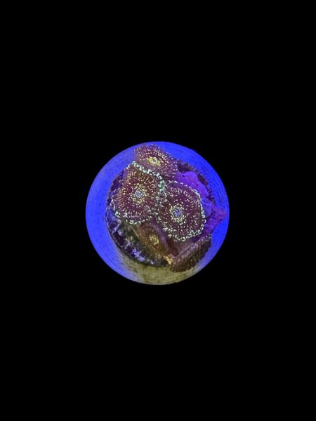 Frankies Acid Trip Zoa (5+ p)O67 Frankies Acid Trip Zoa (5+ p)O67