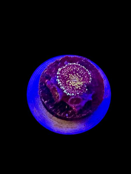 Frankies Acid Trip Zoa (3+ p) O56