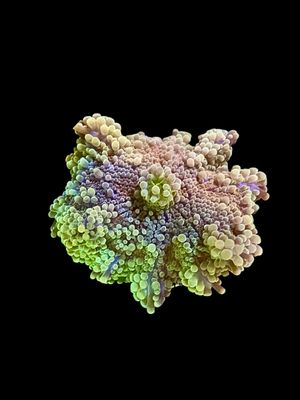 MRA Galadriel Mushroom O104