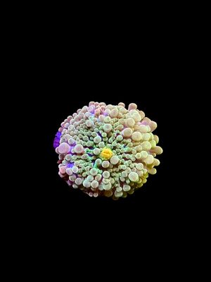 MRA Mr. Grinch Mushroom O101