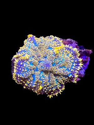 Superman Mushroom O96