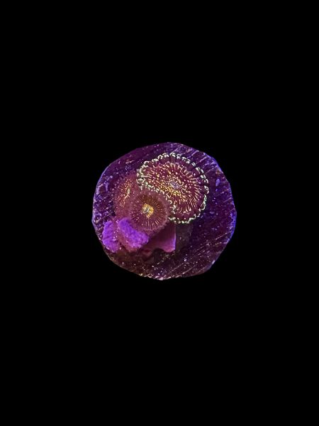Funkies Acid Trip Zoa O65