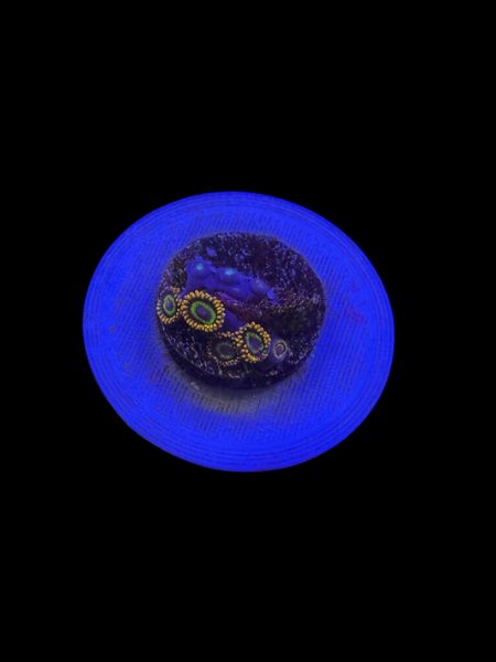 Fruit Loops Zoa O60