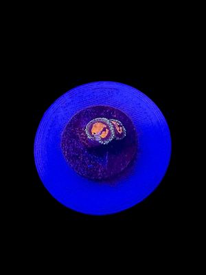 Reverse Hallucination Zoa O58