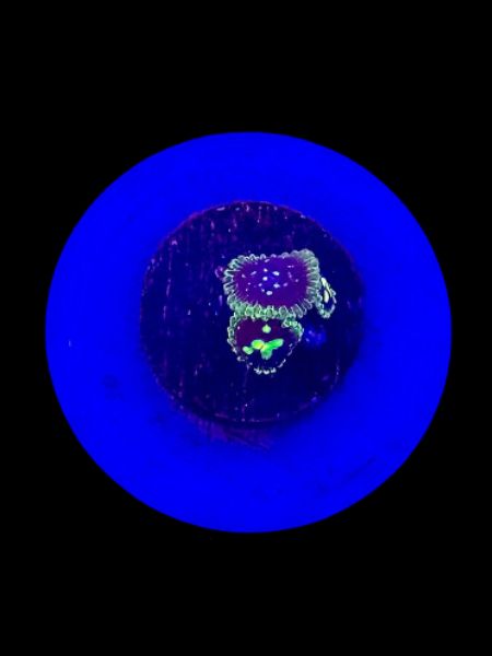 Exosphere Zoa (3p) O53