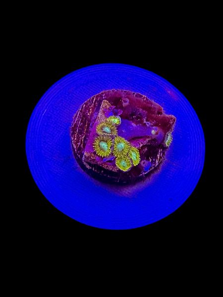 Pikachu Zoa O52