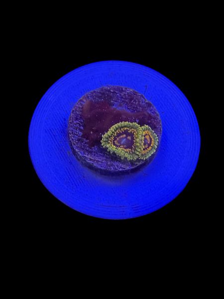 Grand Master Krakatoa Zoa O50