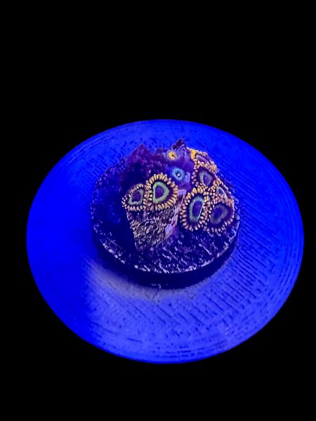 Fruit Loops Zoa O83