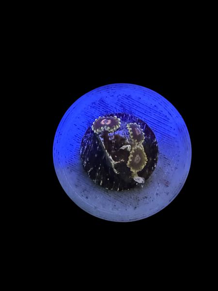 Jedi Mind Trick Zoa O81