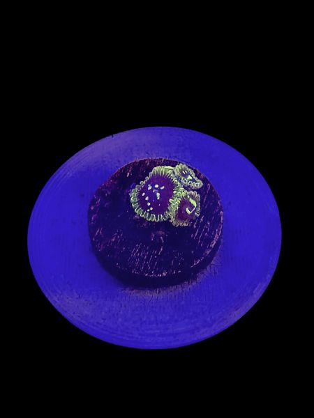 Exosphere Zoa (4p) O78