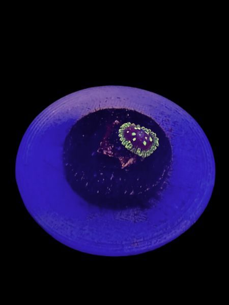 Exosphere Zoa (2p) O76