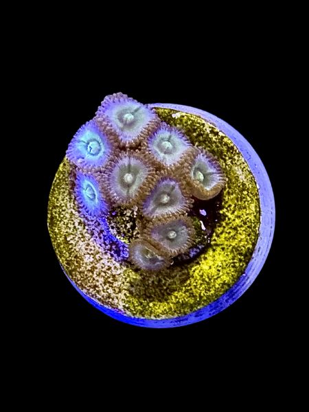 Outkast Zoa O74