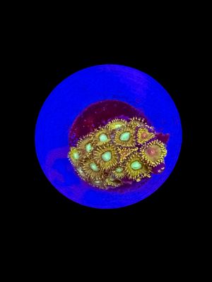 Pikachu &amp; Golden Gods Zoa O72