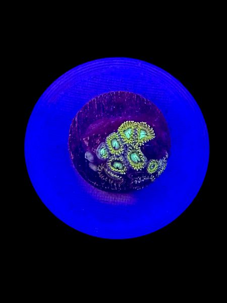 Pikachu Zoa O54