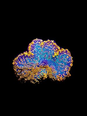 MRA Fanta Mushroom O05