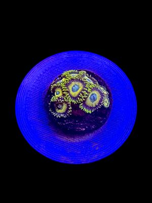 Scrambled Eggs Zoa O45