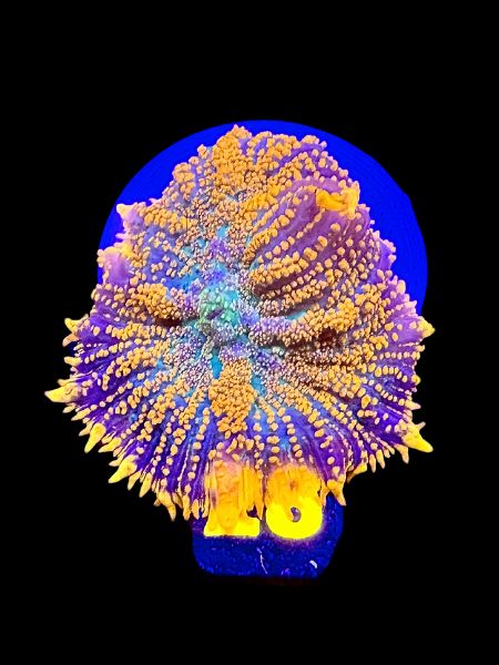 Ultra Orange Mushroom O28