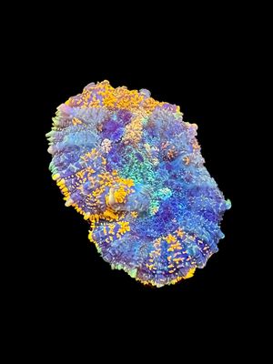 Superman Mushroom O37