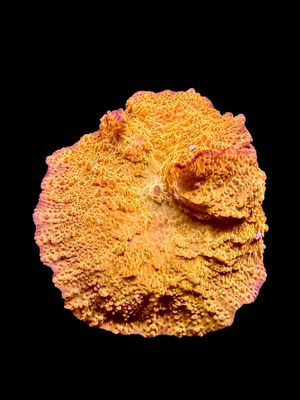 MRA Joe vs. Volcano Mushroom O6