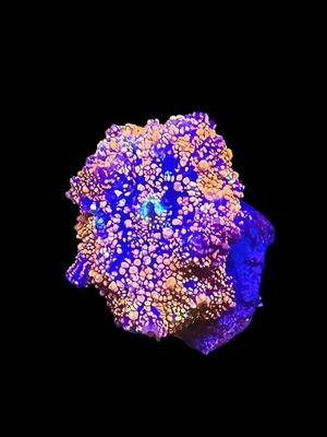 MRA Ambrosia Mushroom O21