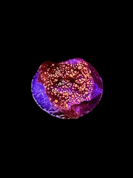 MRA Ambrosia Mushroom O15