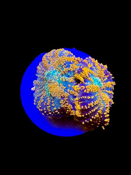 Ultra Orange Mushroom O27