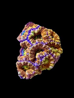 MRA Rainbow Road Acan O148 MRA Rainbow Road Acan O148
