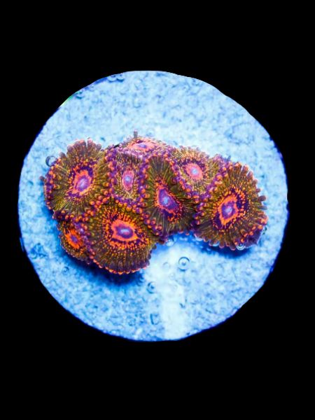 JF Azz Krak Zoas O124