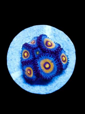 Ultra Wolverine Zoa O140