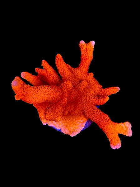 XL Digitata P04