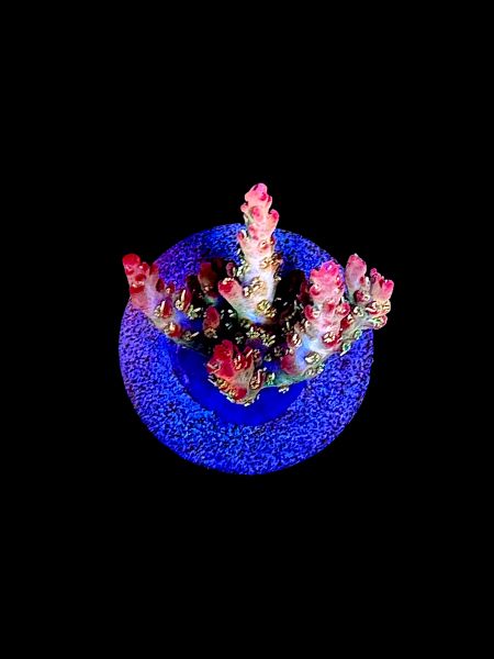 Ultra Skittles Acropora P02