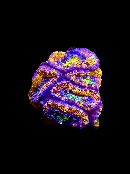 MRA Rainbow Road Acan O163