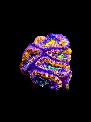 MRA Rainbow Road Acan O163 MRA Rainbow Road Acan O163