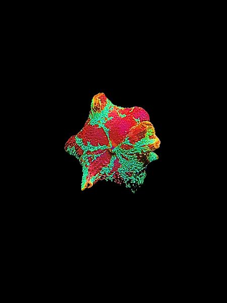 Jawbreaker Mushroom O09