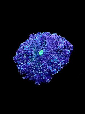 MRA Gama Mushroom O85