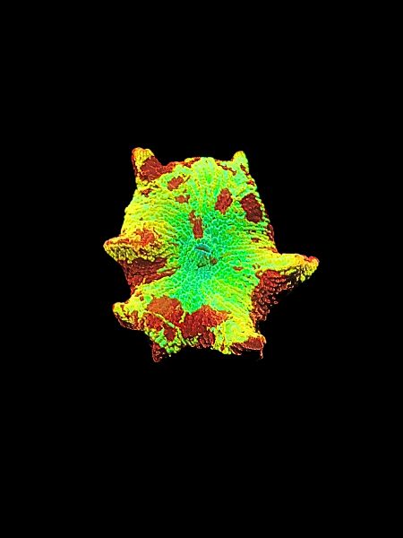 Ultra Jawbreaker Mushroom O112