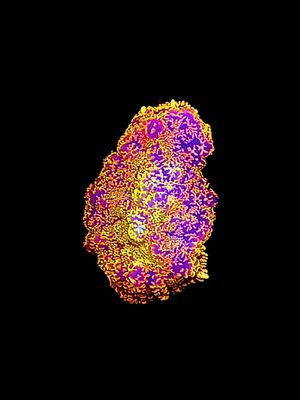 MRA Creamsicle Mushroom O94