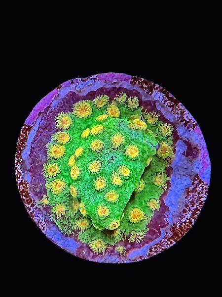 Ultra Aussie Cyphastrea P100