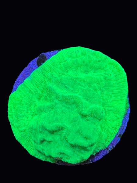 Green Lepto P105