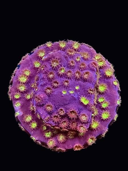 JF Bling Bling Cyphastrea P102