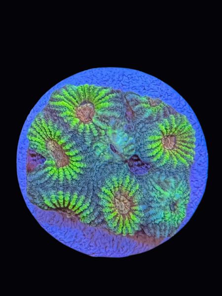 Mayan Sun Favia P114
