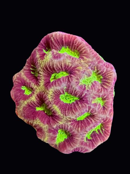 Green Favia P130