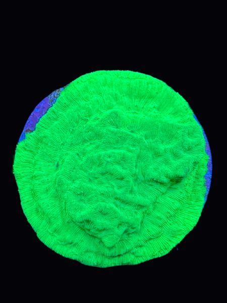 Green Lepto P106