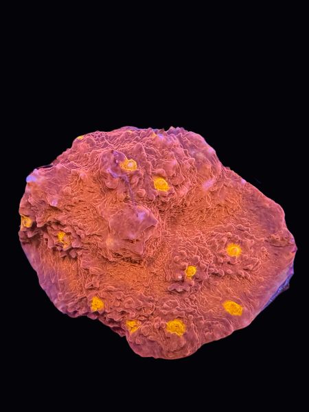 Orange Eye Chalice P128