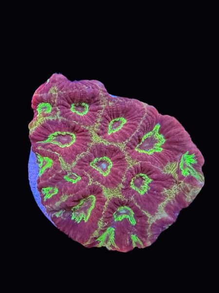 Radioactive Favia P112