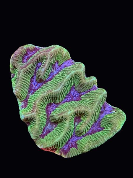 Maze Brain P140