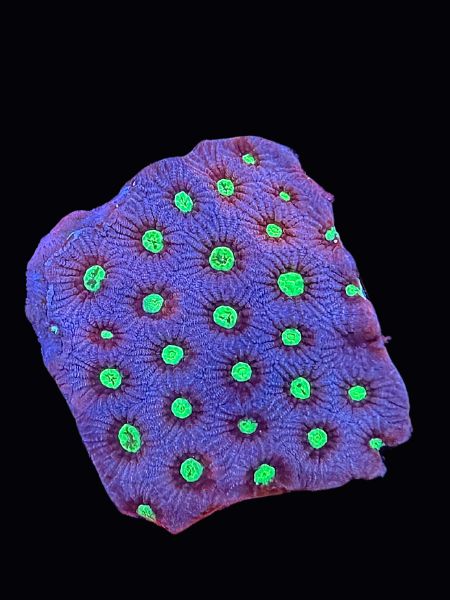 Neptune War Coral P120