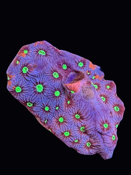 Neptune War Coral P123