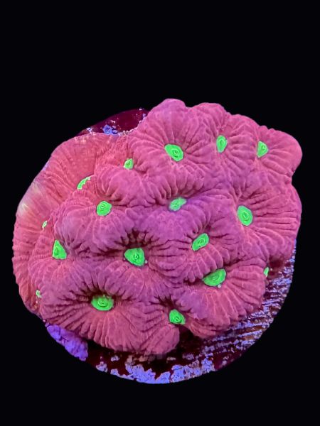 Red War Coral P131