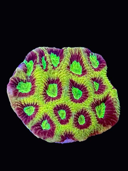 Neon Green Favia P134